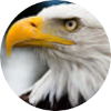 Logo Adlerauge